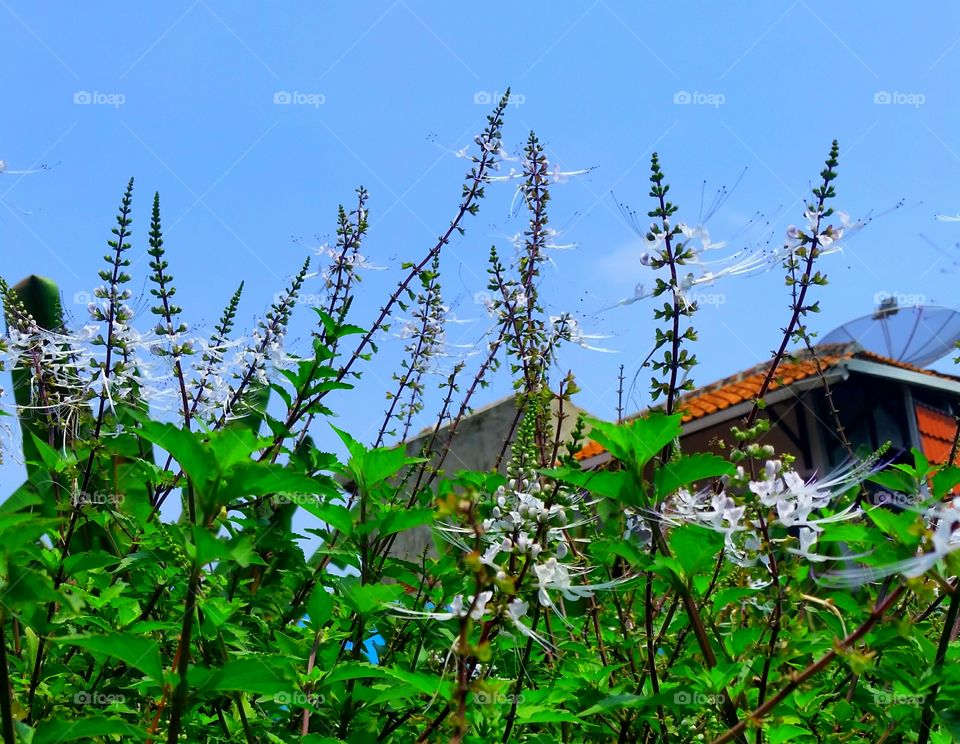 Bunga kumis kucing or aristatus with house and blue sky as the background. Photo taken at 11.00 am.