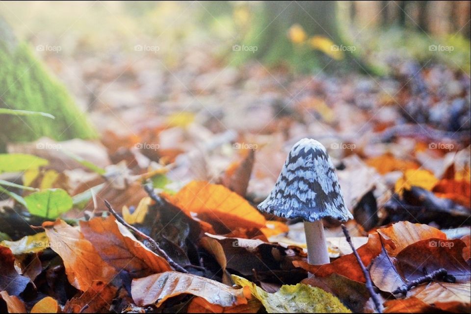 Tiny mushroom