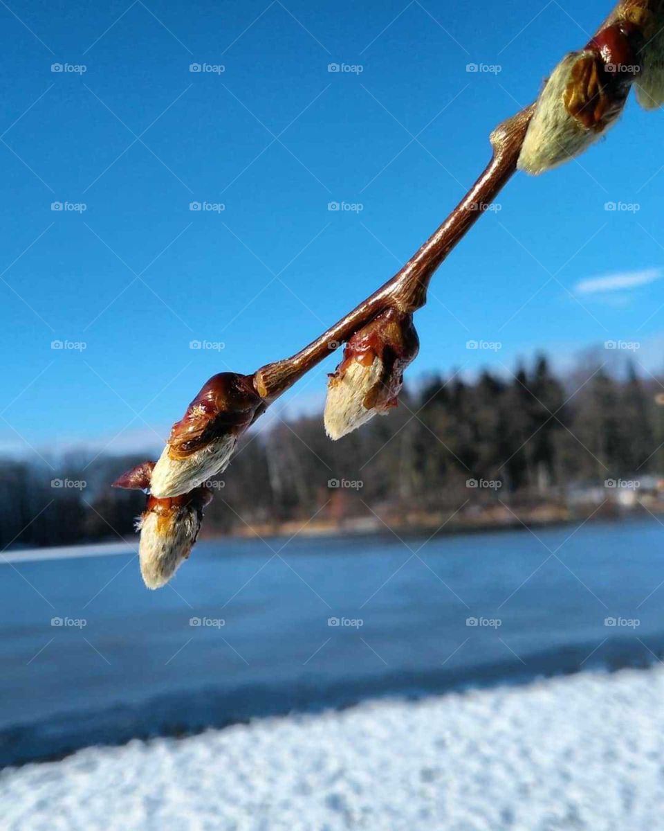 detail of spring willow twig.
