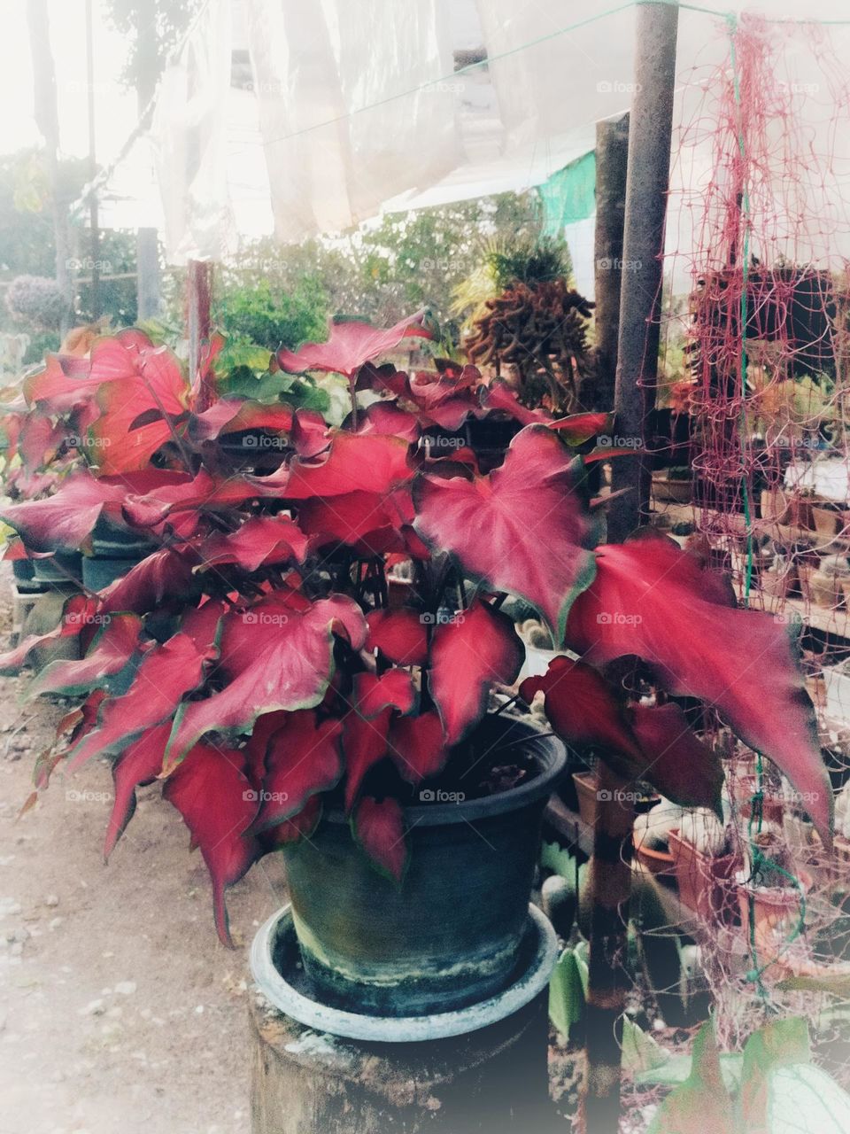 Flowers, plants, including wood grains that have different colors.