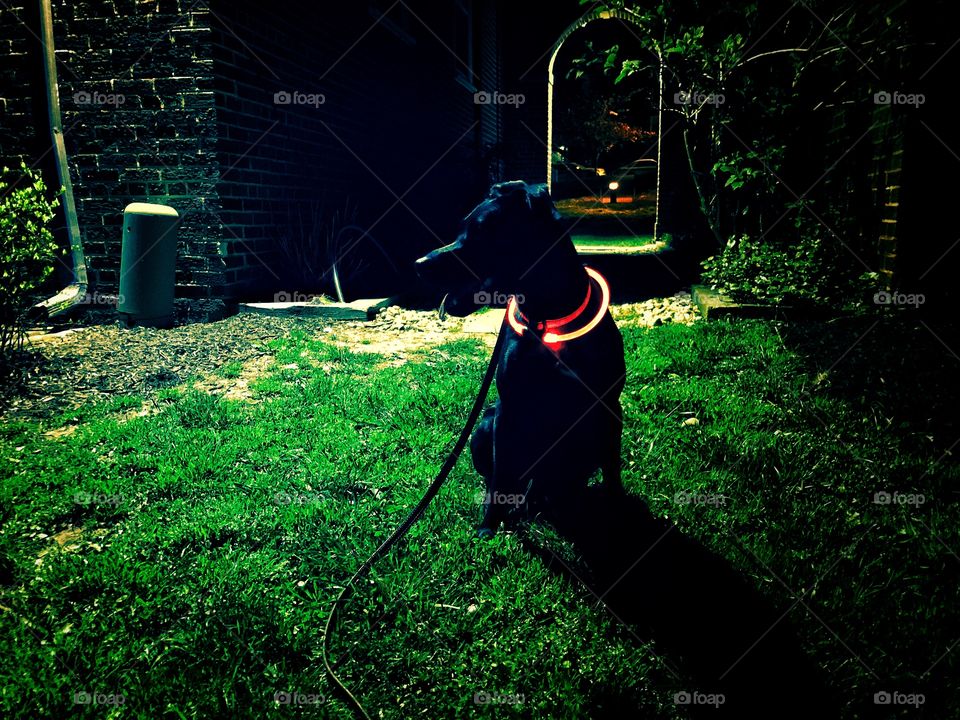 Black dog at night in silhouette on green grass of a garden with an arched door way in background 