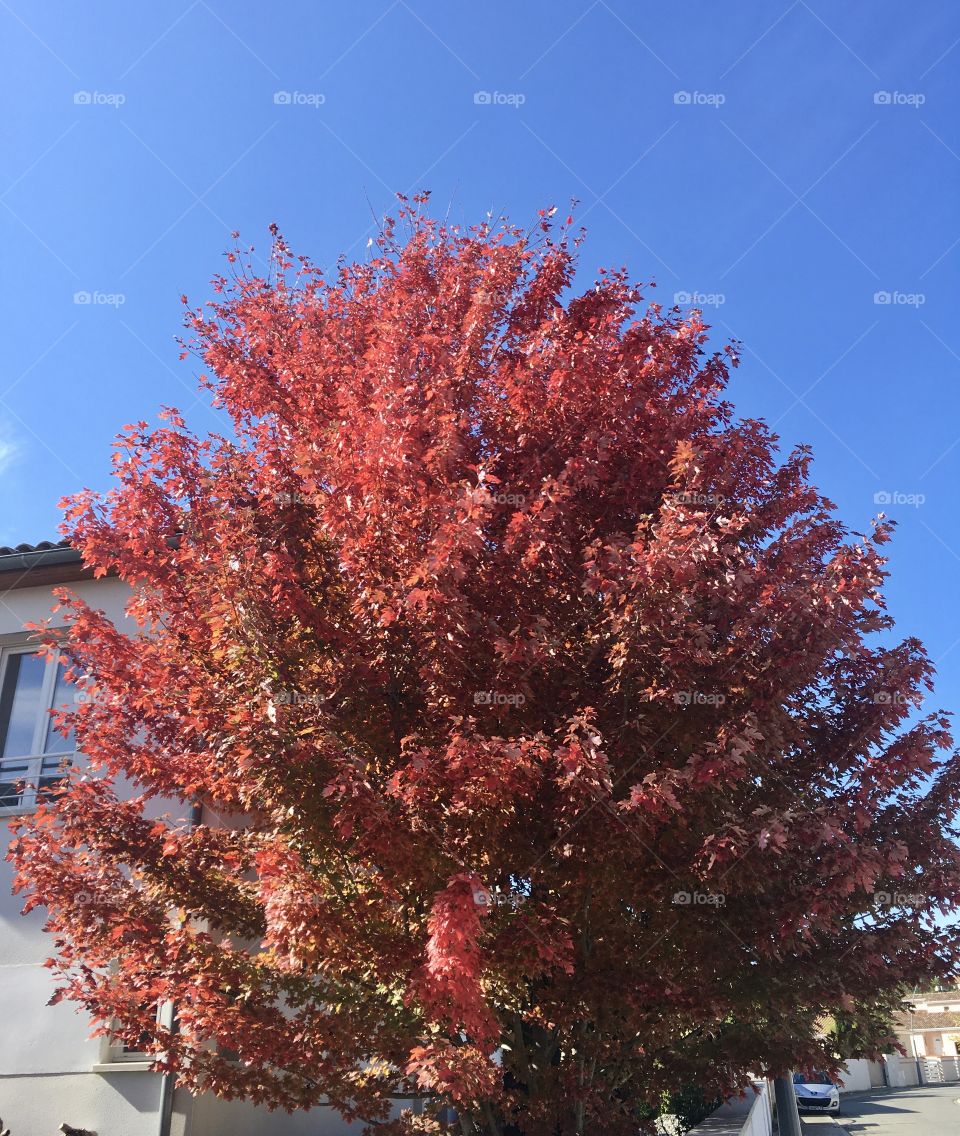 Red tree against blue sky