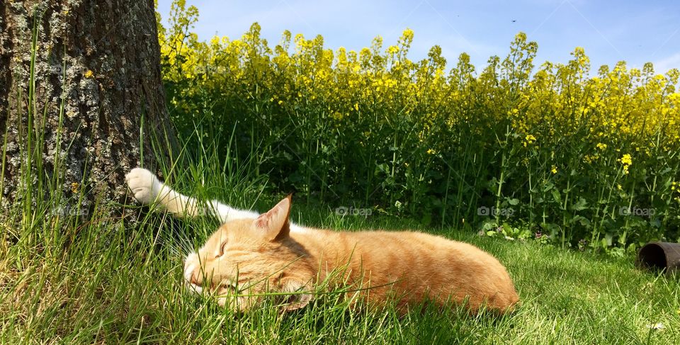Lazy cat resting on grassland