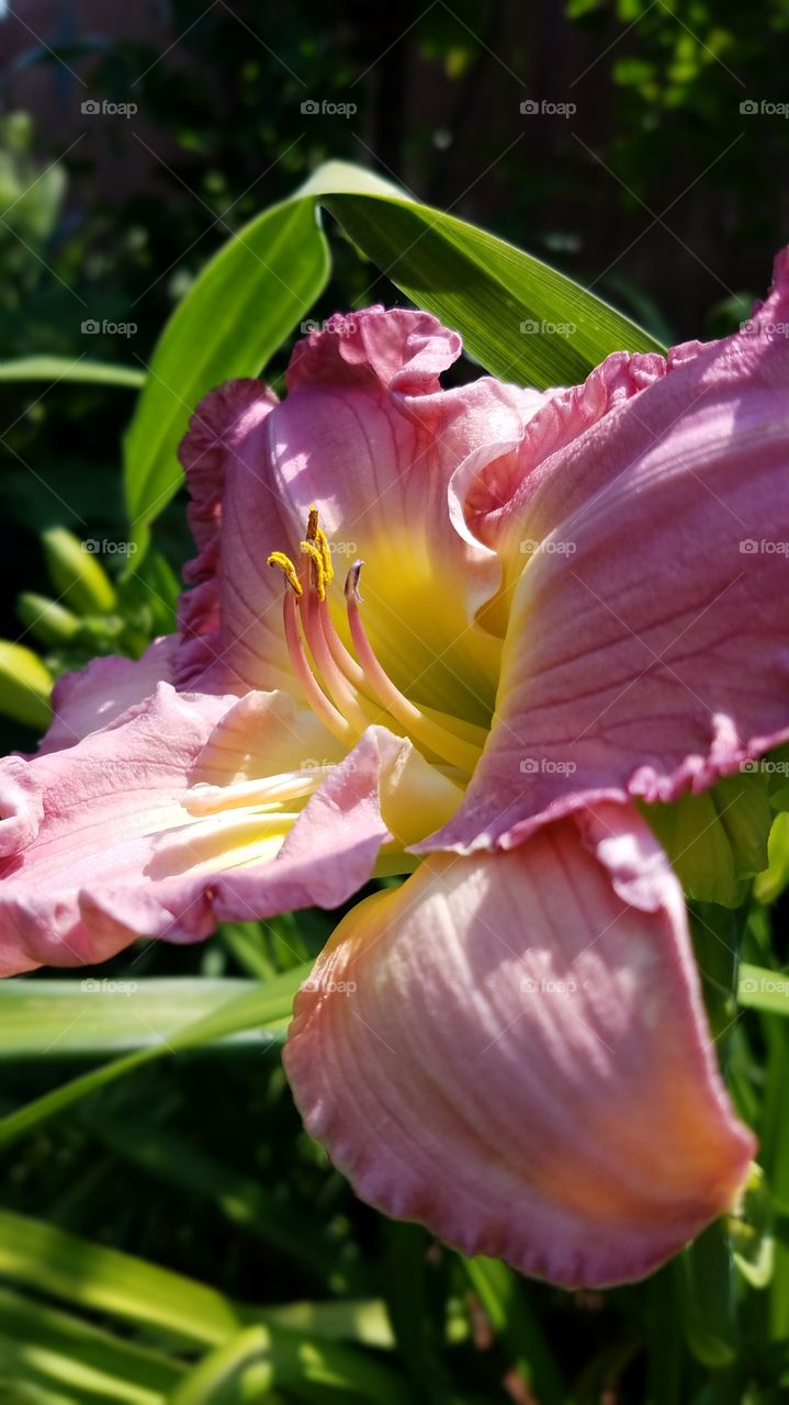 large pink daylily bloom closeup
