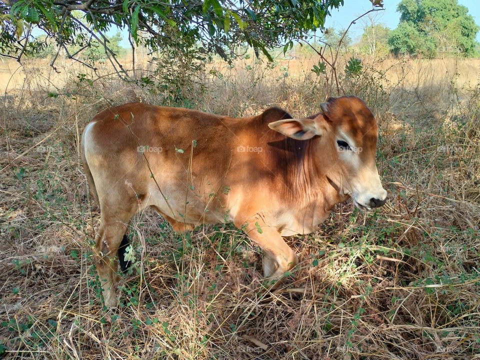 Amazing Bull Picture, Natural Photography, Original Content, Bull Photography In Indian Farmer, Hello, India! Animals Photography