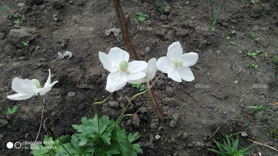 White flowers