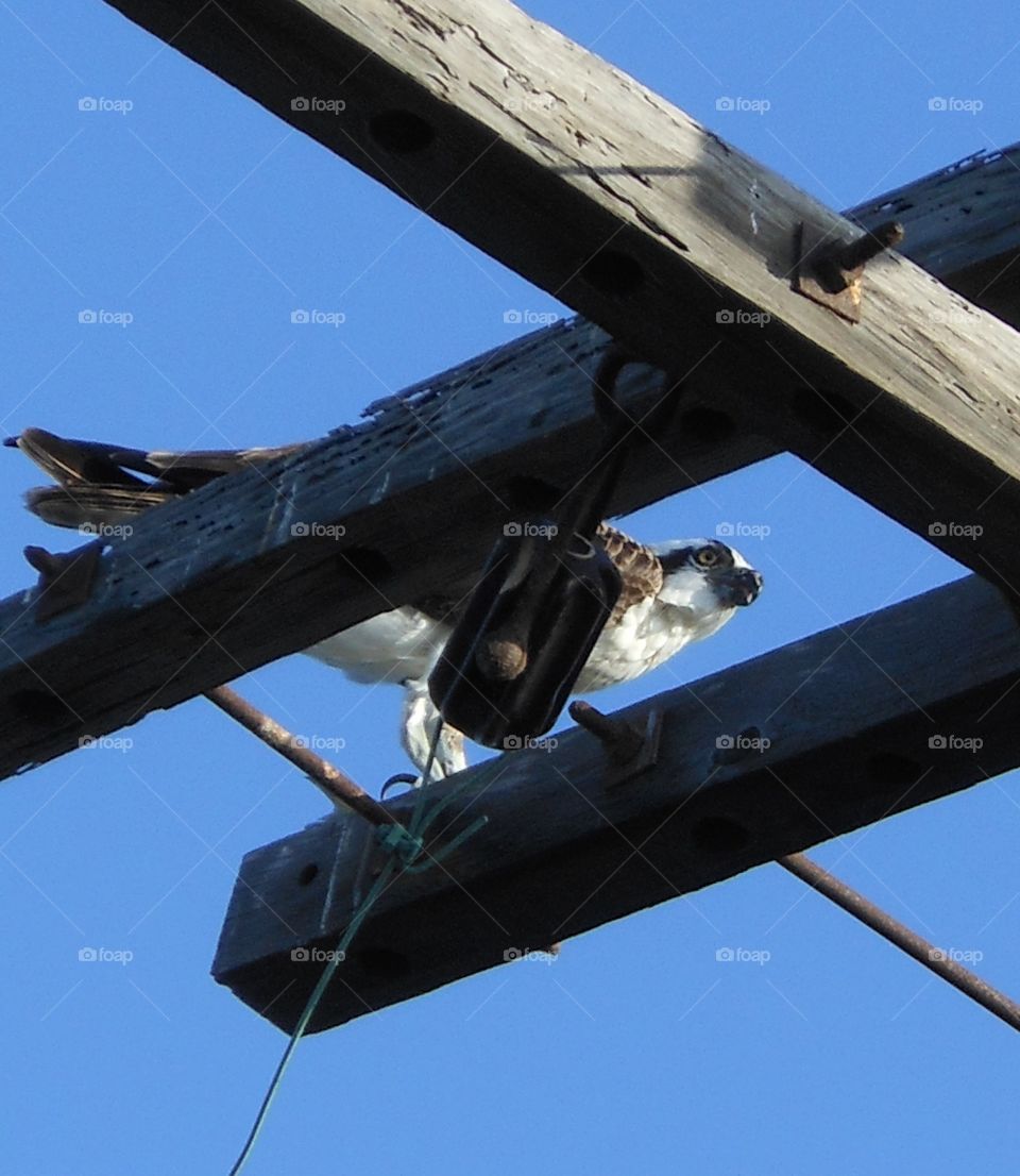 Osprey with fish