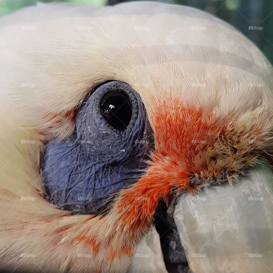 cockatiel eye closeup