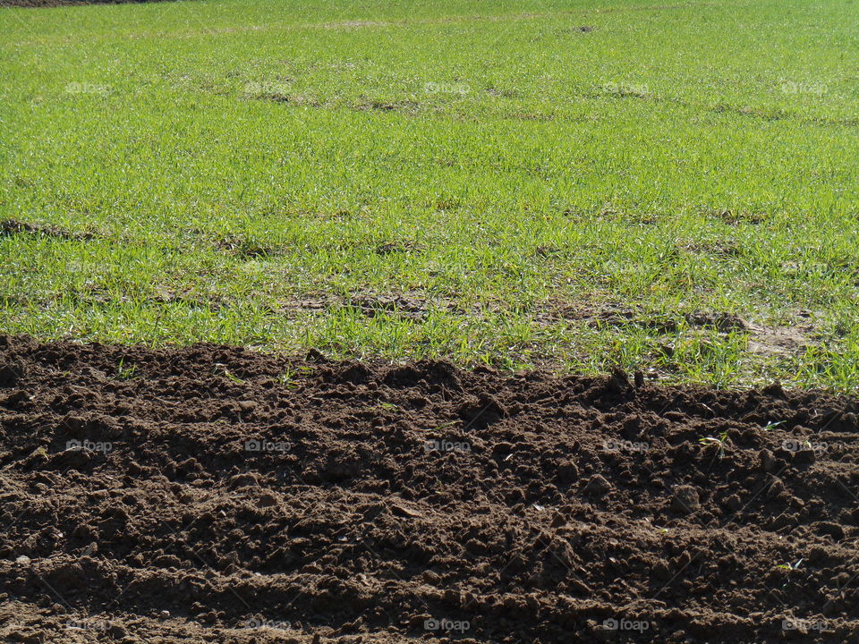 Soil, Ball Shaped, Agriculture, Growth, Ground