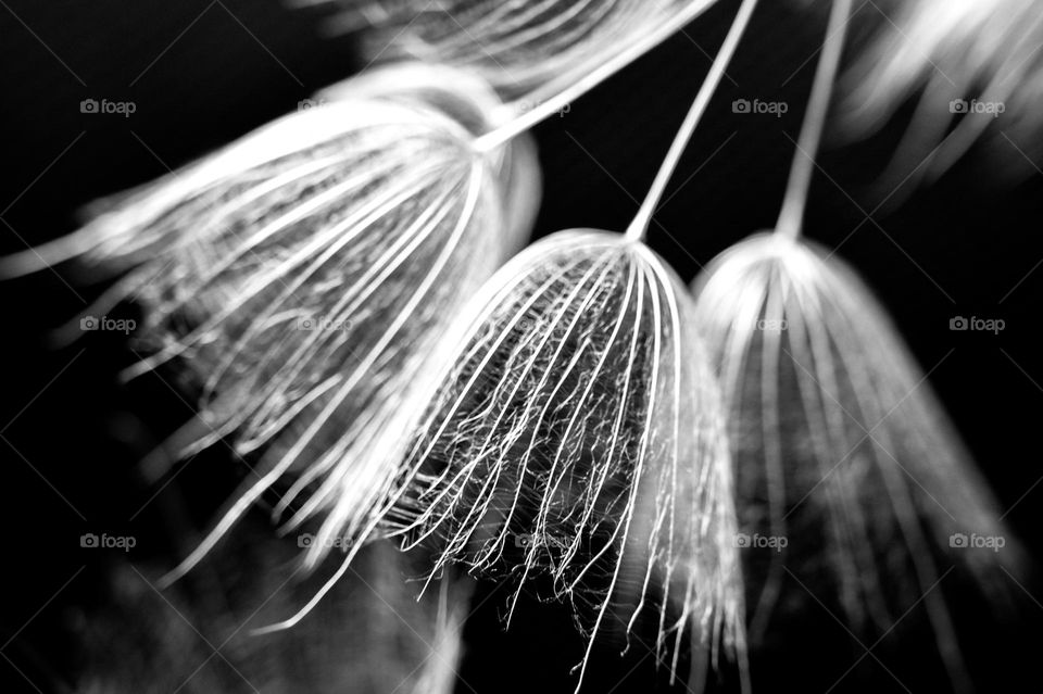 Macro, Dandelion seeds, Black and White Photography