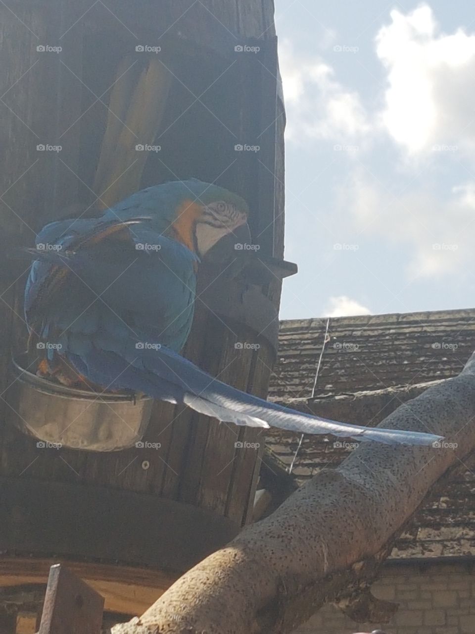 Parrot. These Parrots are dangerous sometimes.