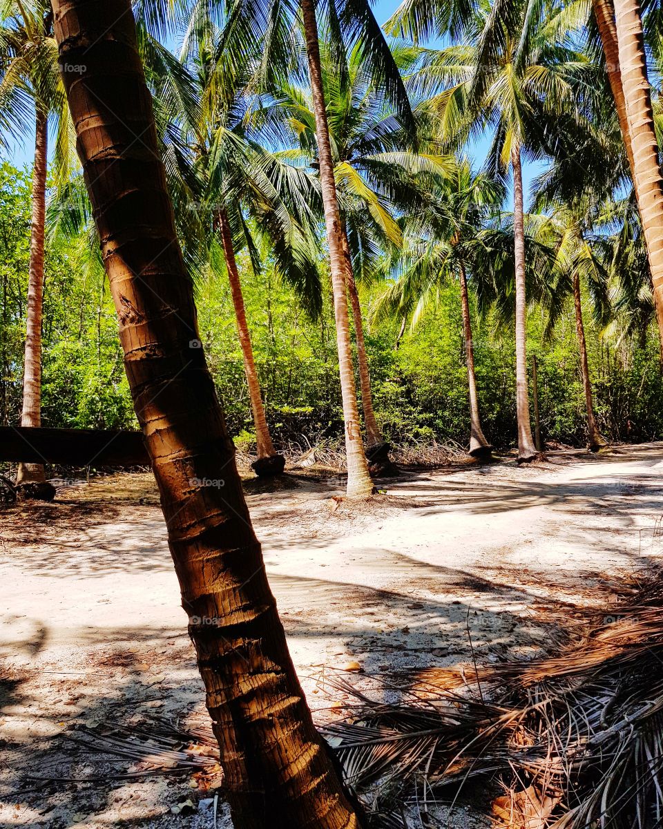 Walkway in coconut farm