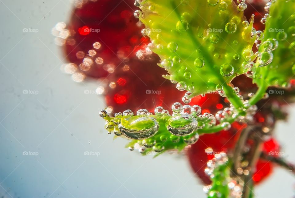 Cherry tomatos in water