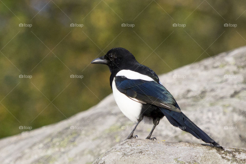 Local wildlife - Bird Magpie Sweden