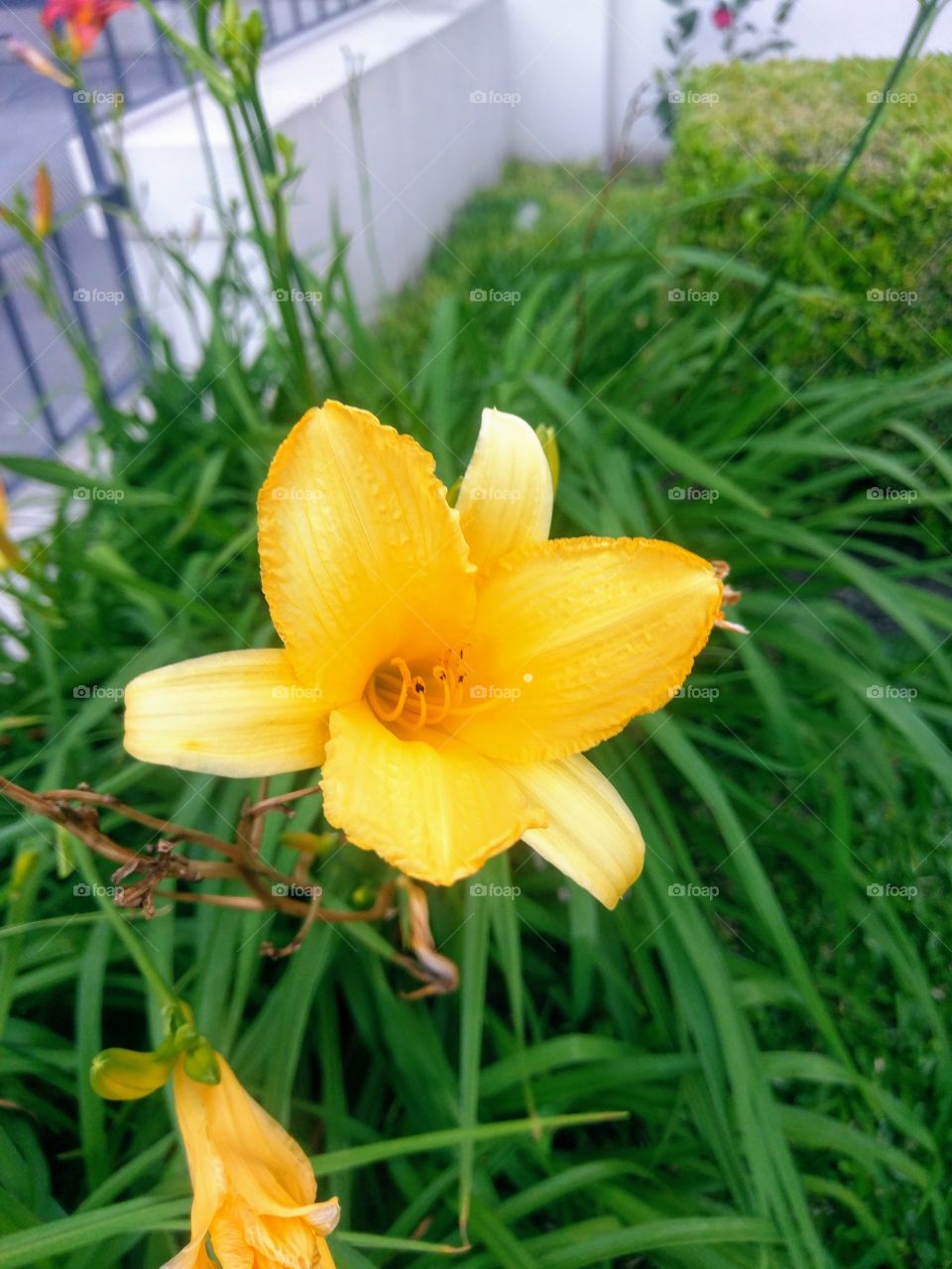 Beautiful Yellow Flowers Garden.