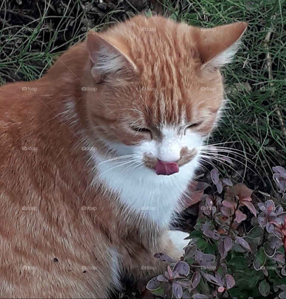 ginger cat outdoors licking its lips