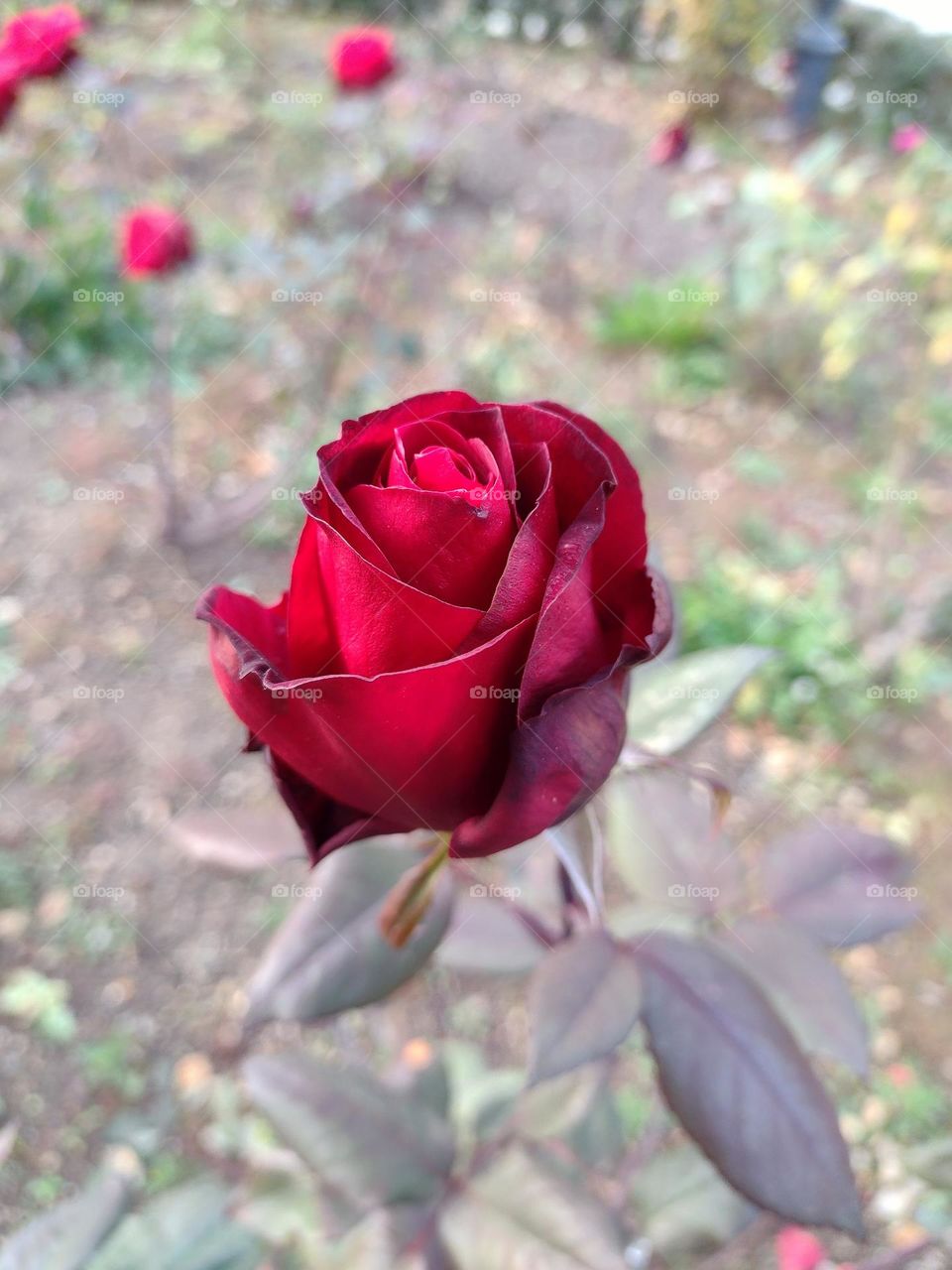 A close up view of a beautiful luscious red rose bud in a sunny afternoon in the park