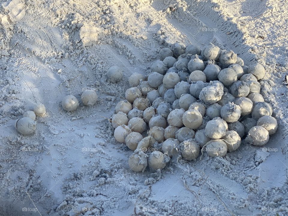 Turtle eggs that didn’t develop. 