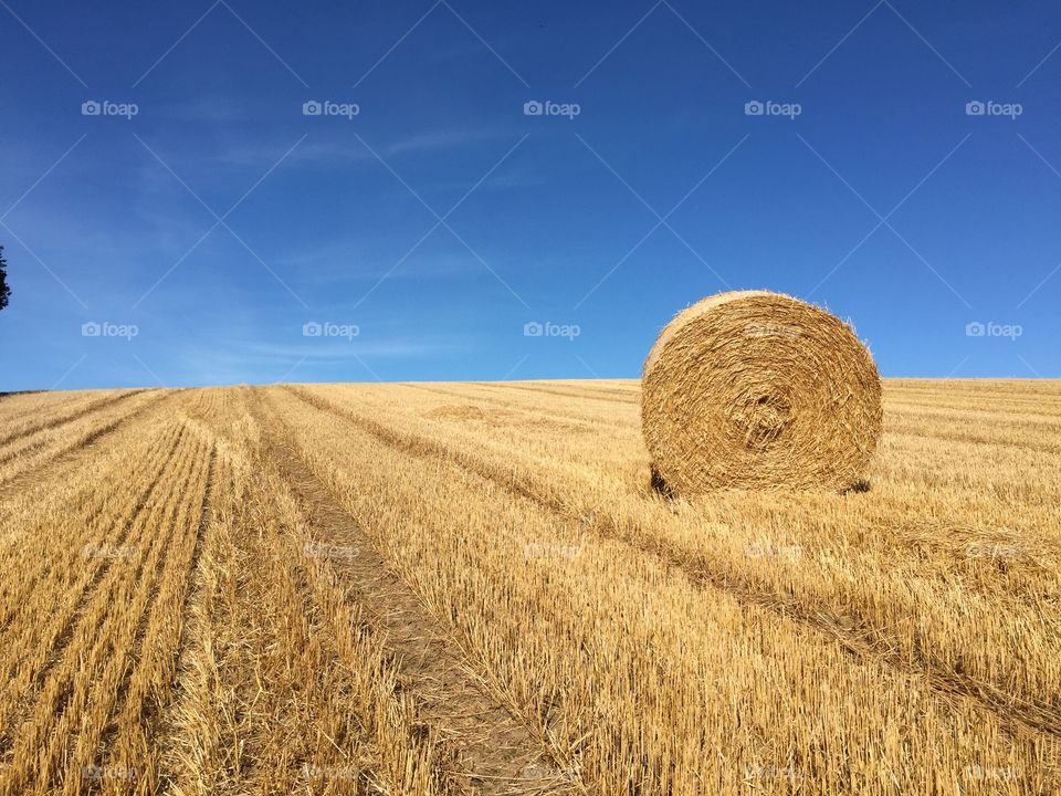 Wheat, Straw, Hay, Cereal, Rye