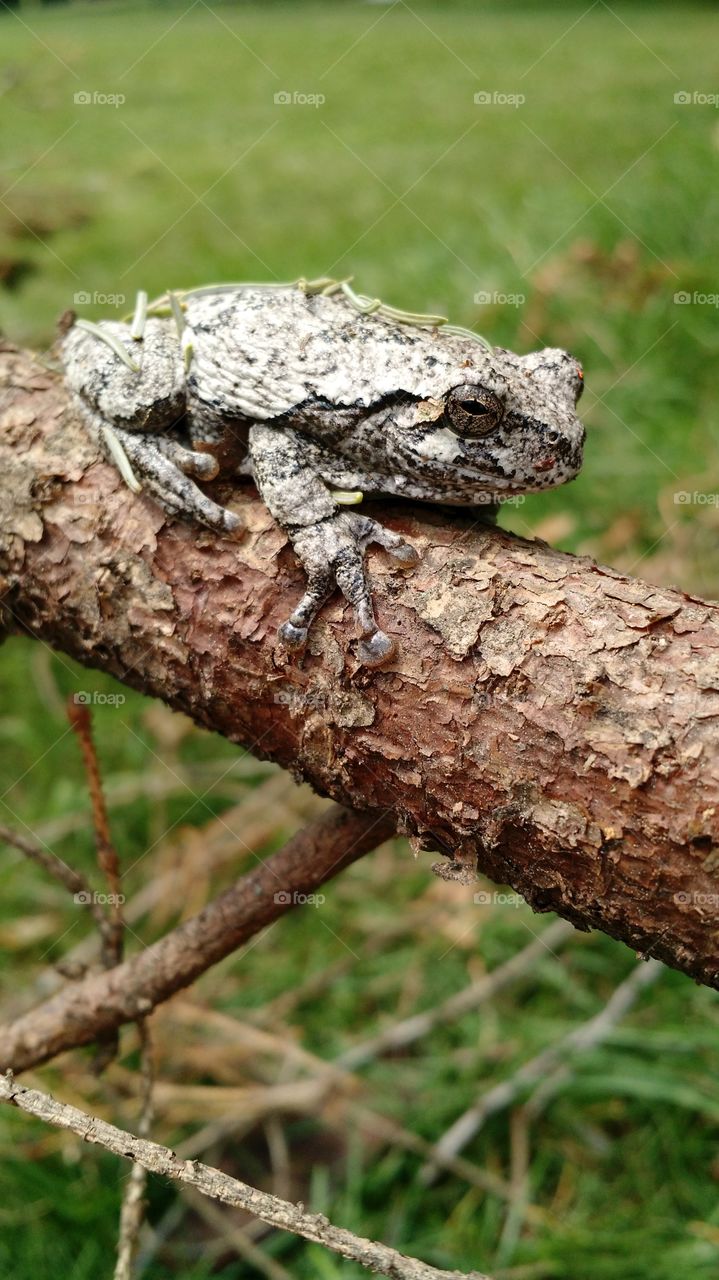 gray tree frog in my backyard!. found him on a stick pile