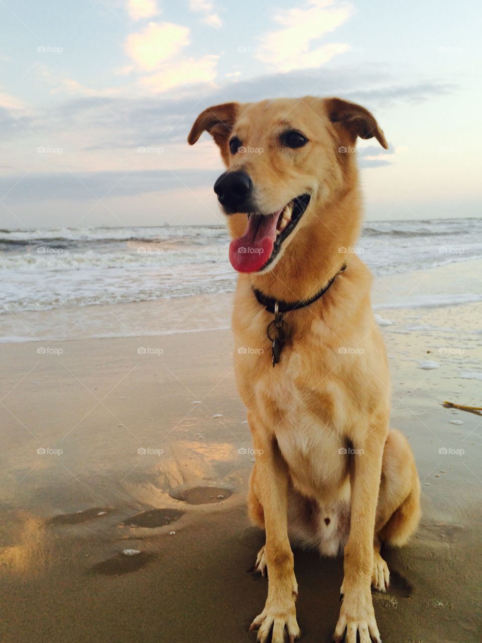 Dog sitting at beach