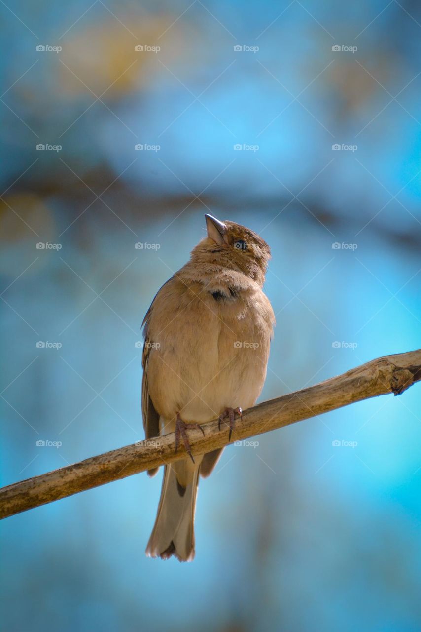 "Wood finch (Fringilla coelebs)"