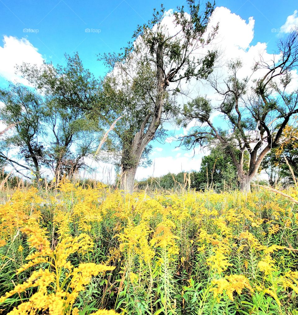 Wild flowers and old trees.