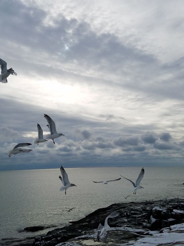 Seagulls flying over sea
