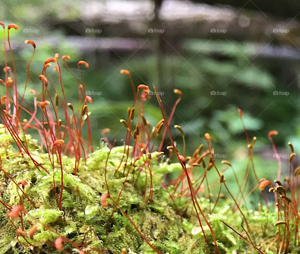 Forest floor