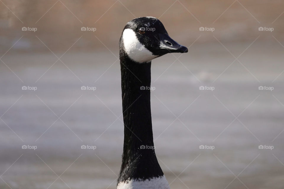Goose portrait side profile nice blurred background