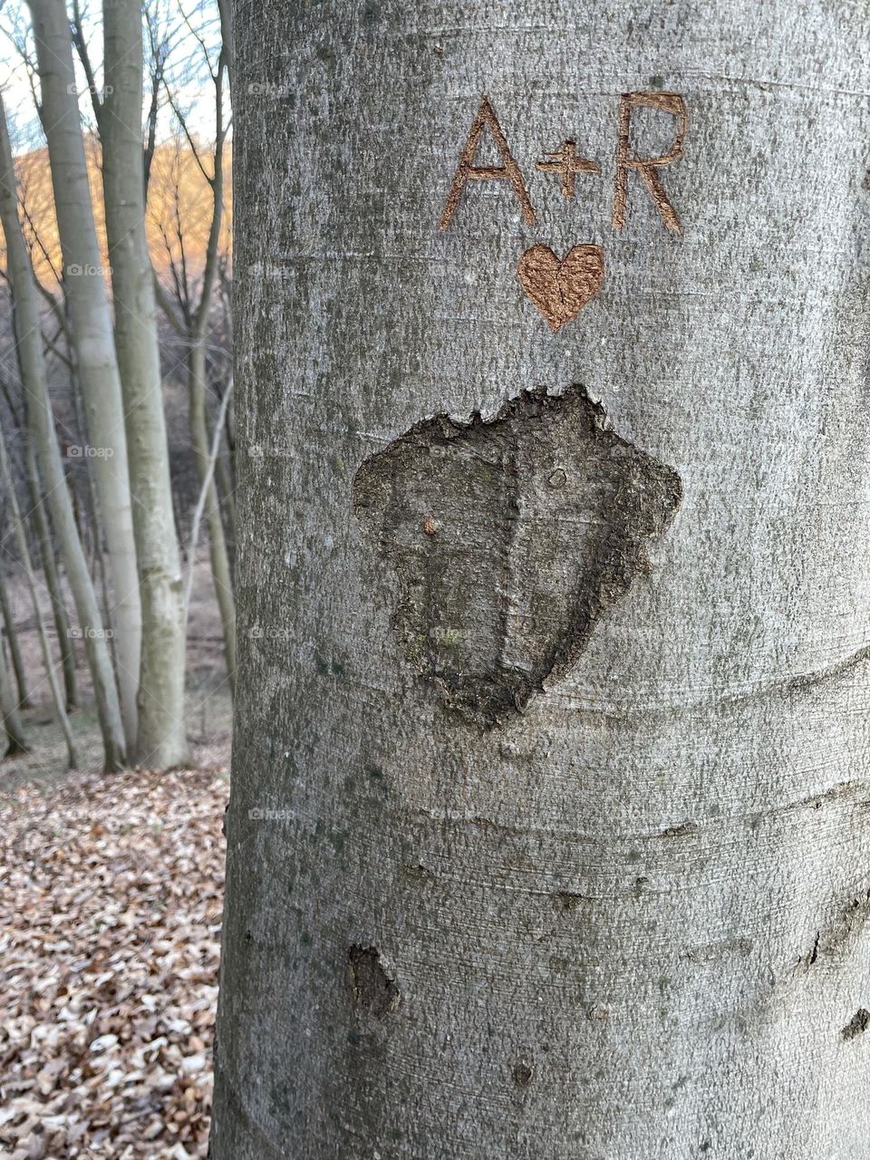 Sign on the tree