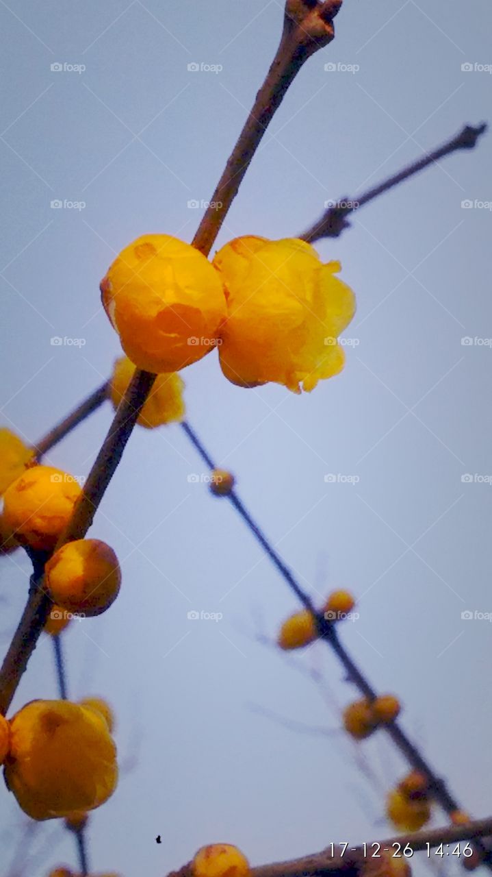 No Person, Branch, Nature, Outdoors, Tree