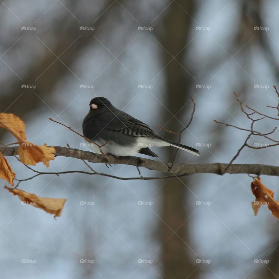 junco. bird watching 
