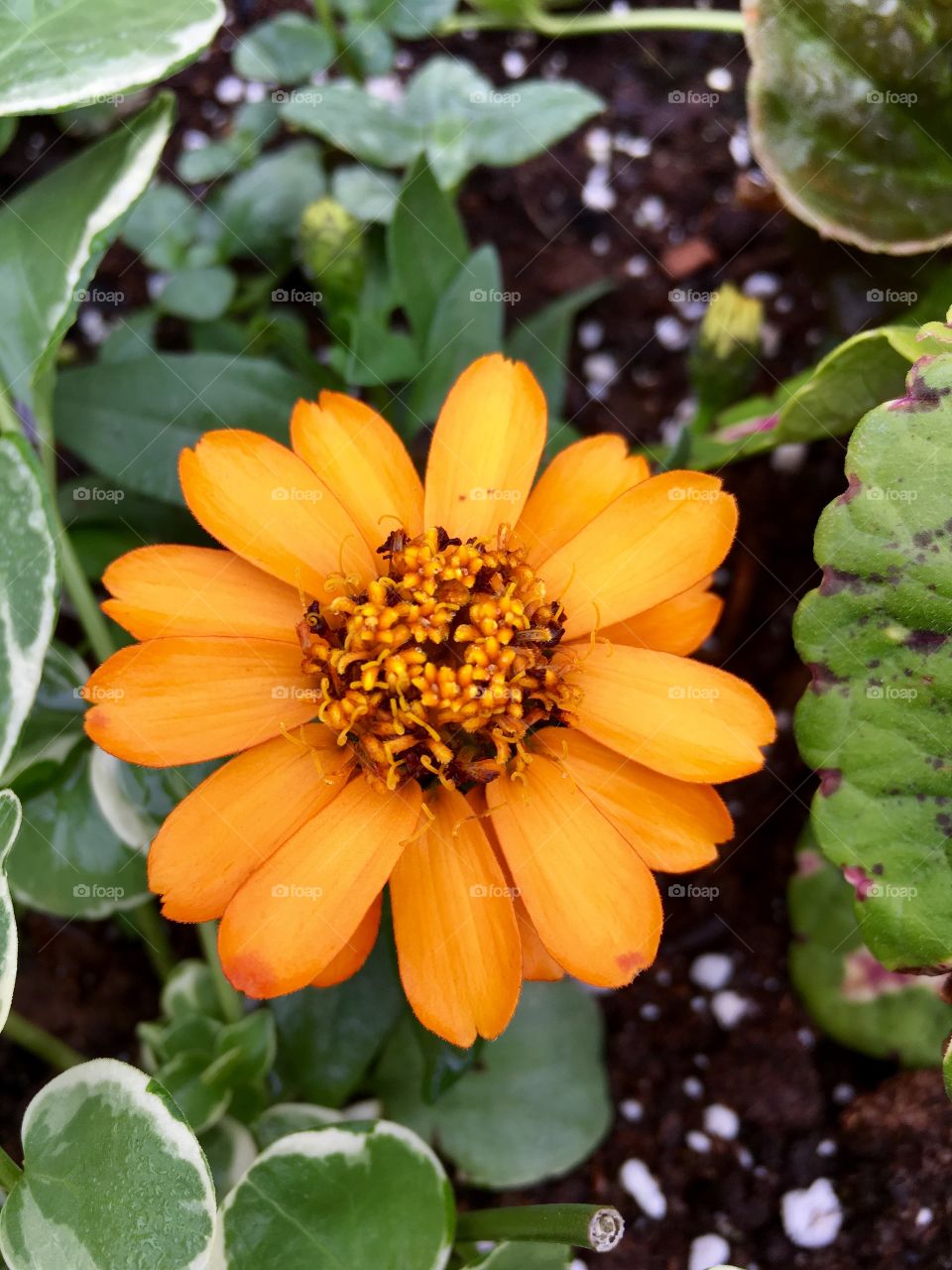 Zinnia flower orange