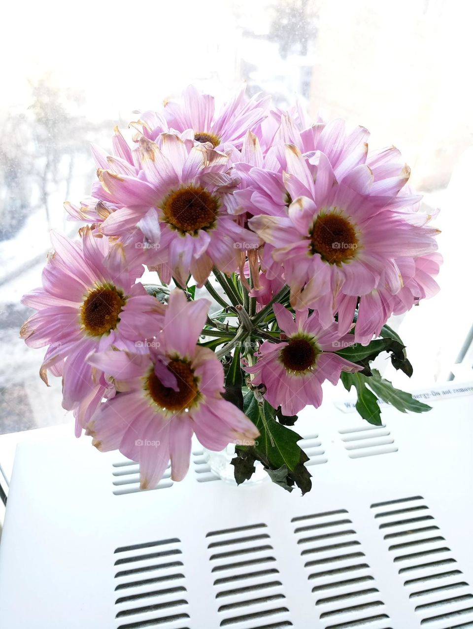 Flowers on the window