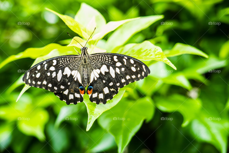 butterfly