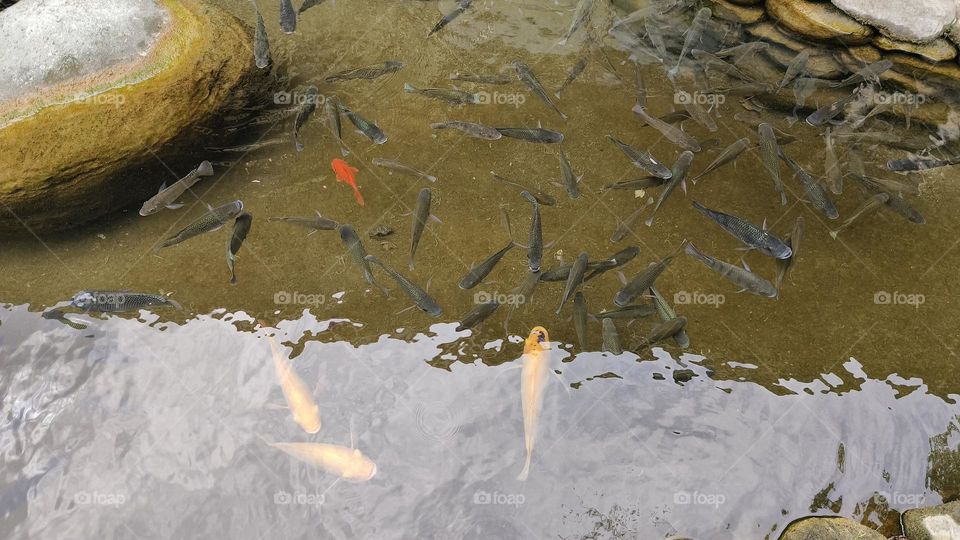 fish in the pond, taiwan