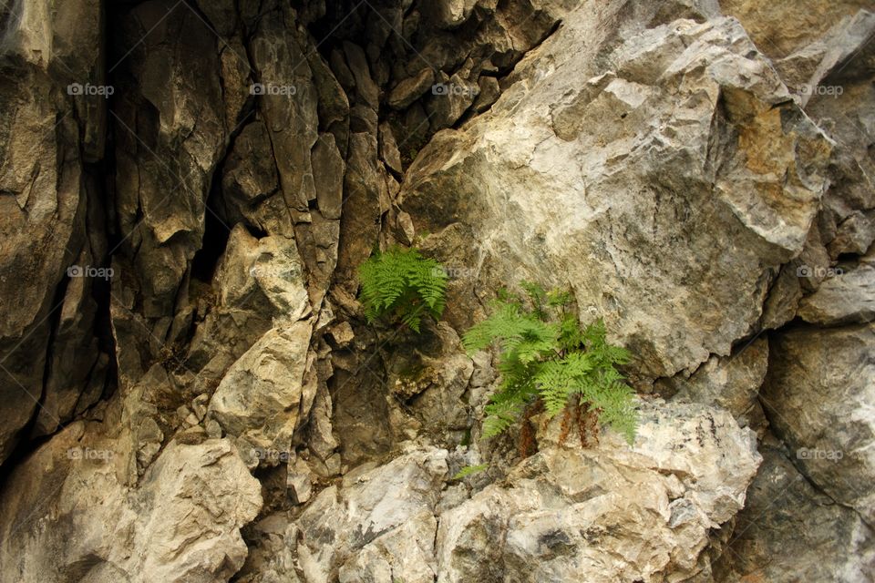 Fern in the rock
