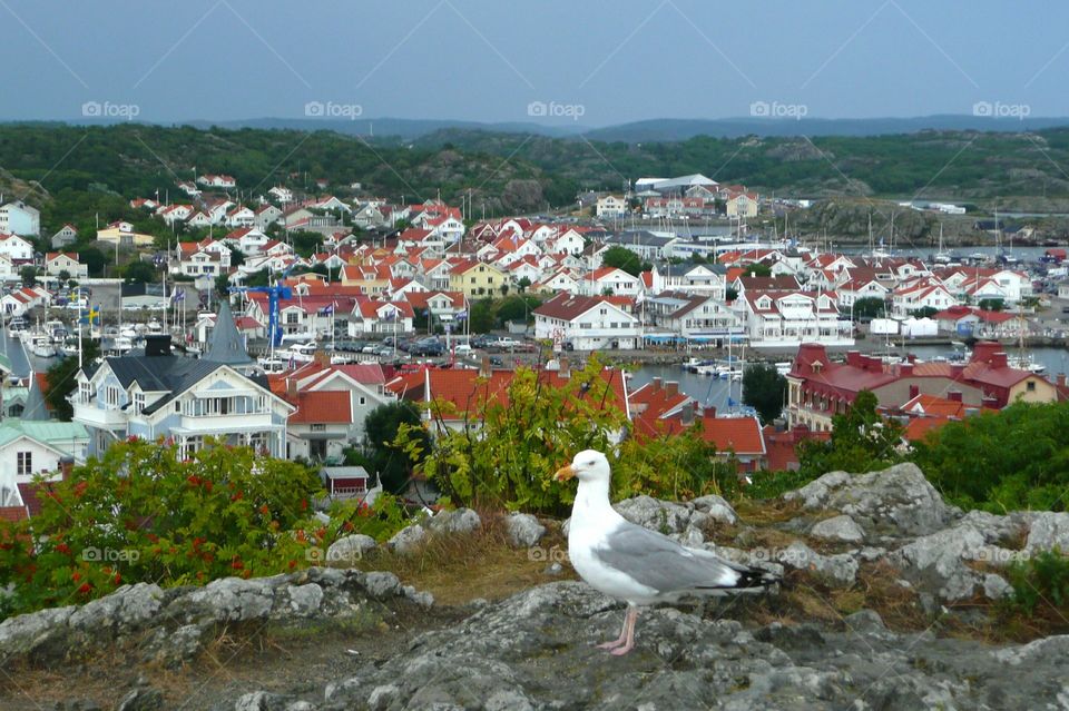 Seagull enjoying the view 