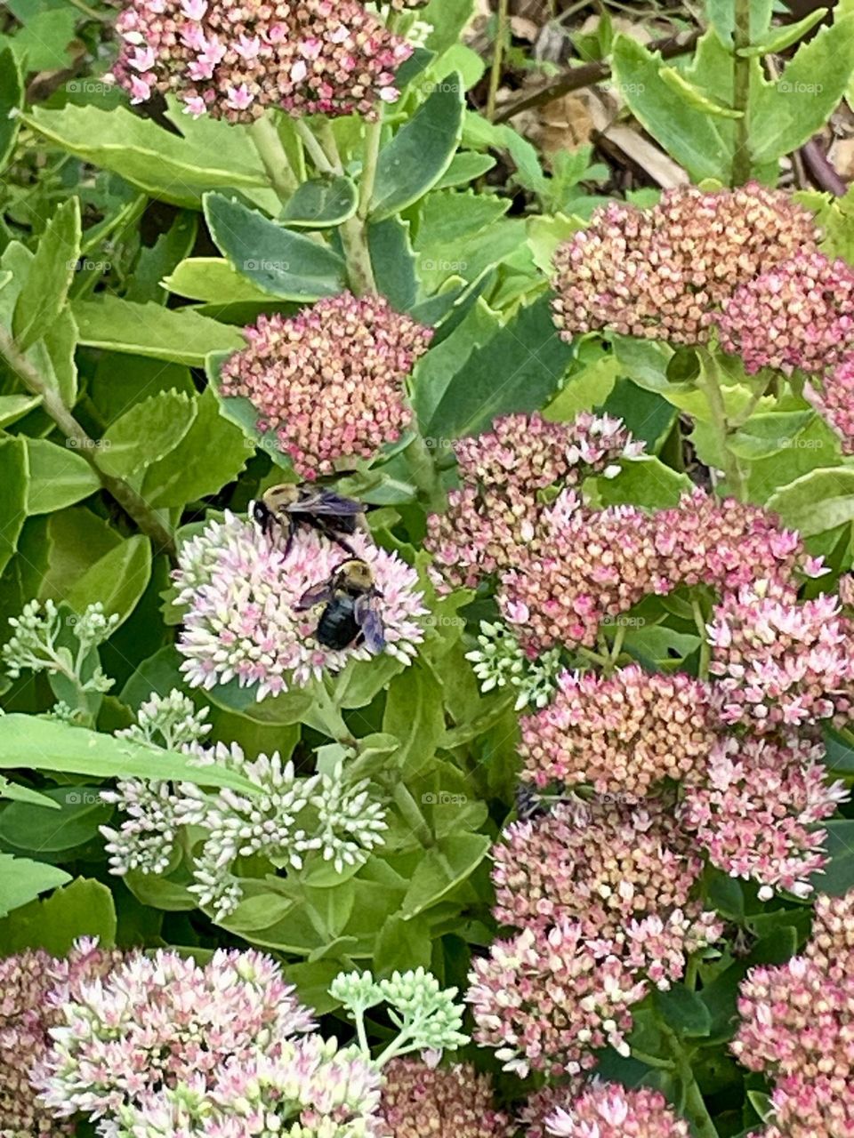 Two carpenter bees hover over vibrant flowers, either nectar robbing or pollinating. Their large, fuzzy bodies gently brush against petals, as they move from bloom to bloom, contributing to the delicate dance of nature.