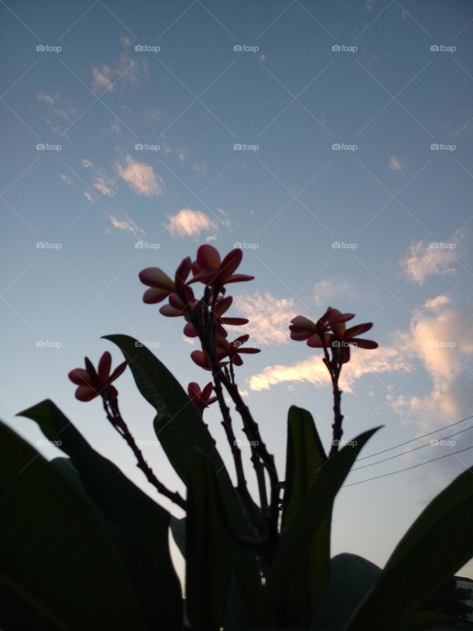The evening sky.. The evening sky.have flowers.