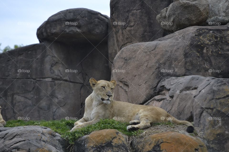 Lion sitting on a rock
