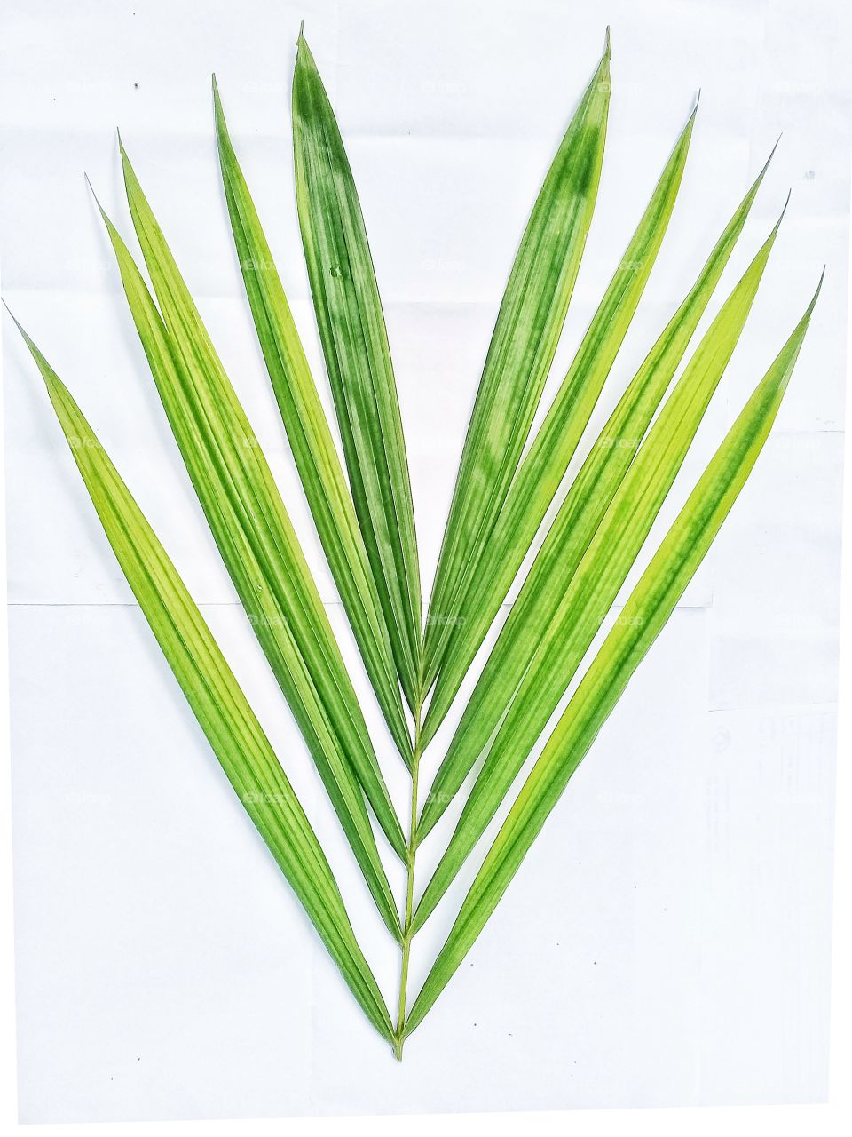 Hoots of young oil palm leaves.This photo can be used for room decoration,wallpaper,logos of items related to palm oil.Seruyan,Central Kalimantan on December 7,2019