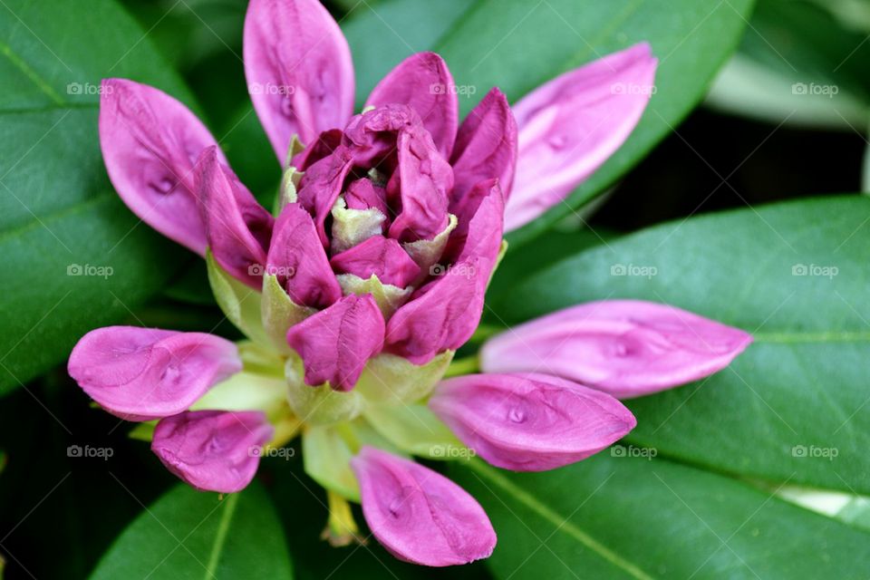 rhododendron buds