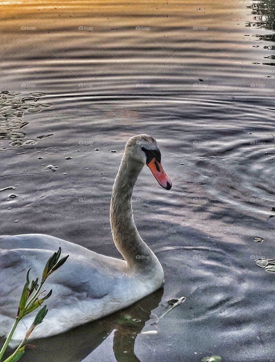 swan at dusk