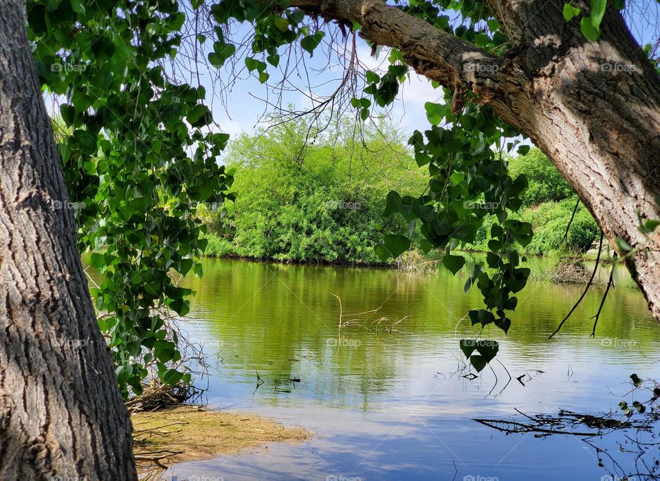 Two Yrees Framing the Lake