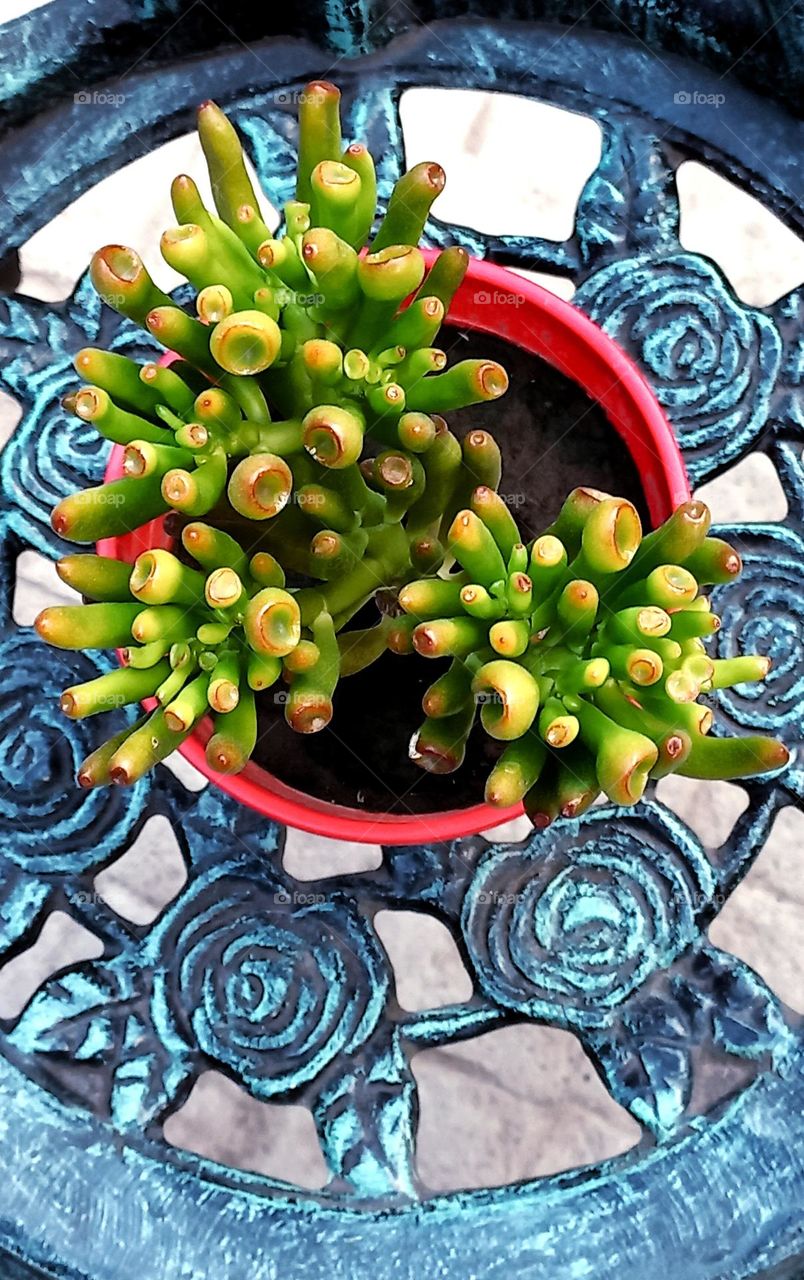 flower - suculentas - cactus