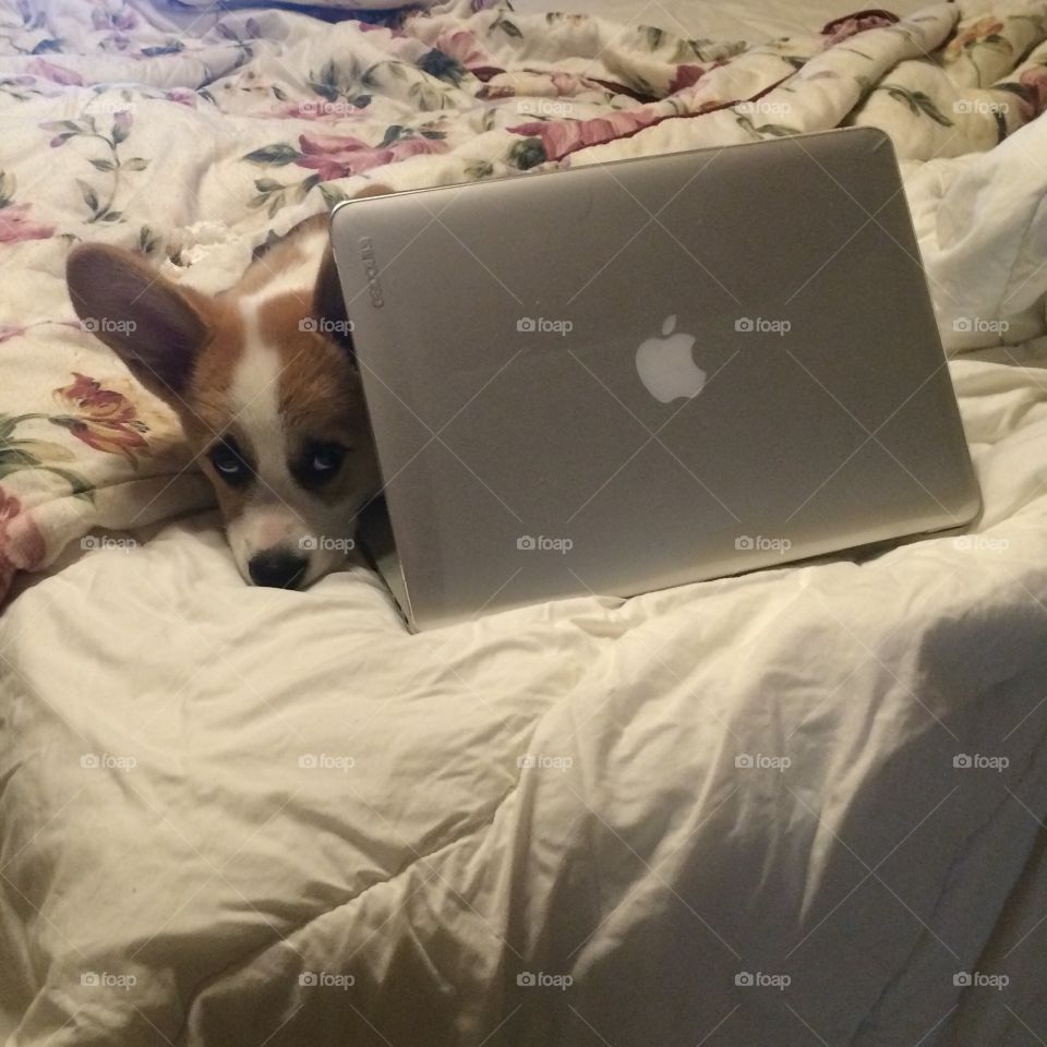 Corgi checking emails 