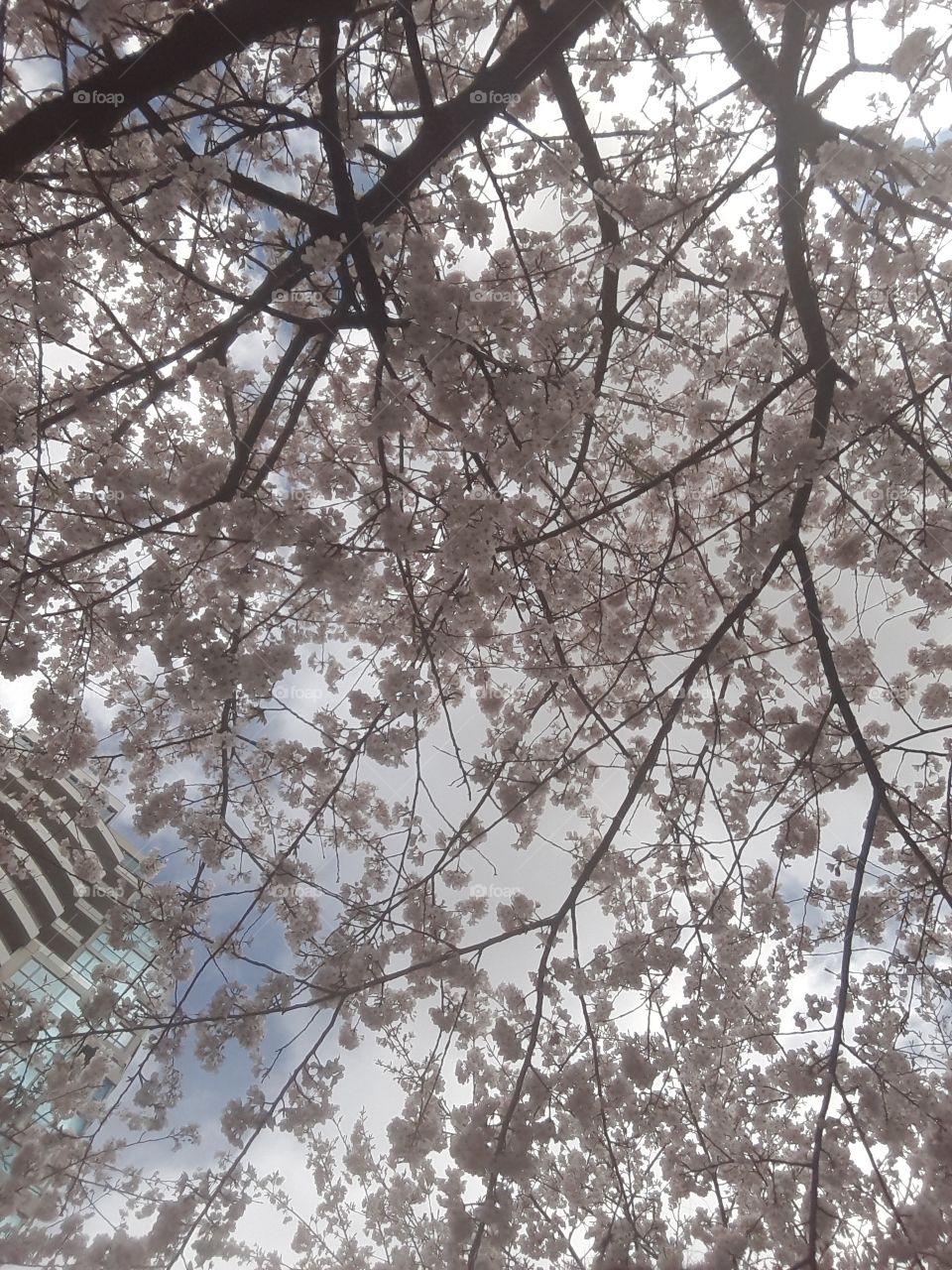 cherry blossoms above you