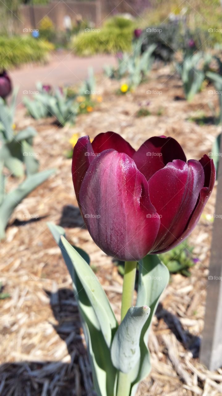 Hey there little tulip